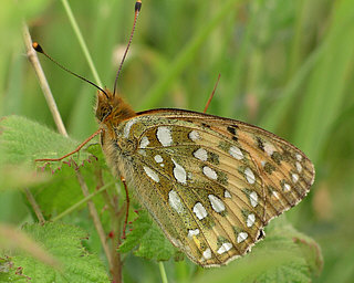 Male underside