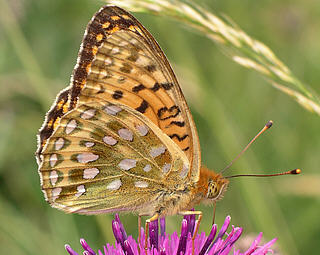 Male underside