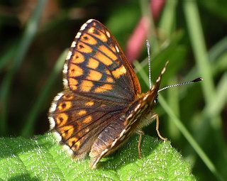 Female, slightly lighter in appearance than the male.