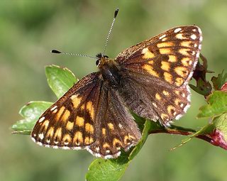 Male, prominently perching.