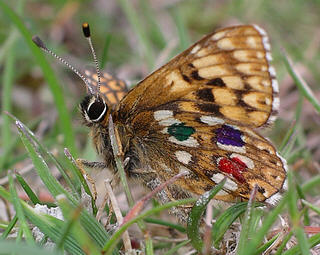 Mark-release-recapture research underway to understand the mobility of this species