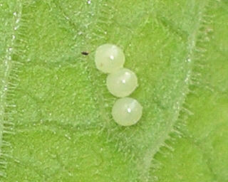 Eggs, usually laid in small clusters on underside of <i>primula</i>