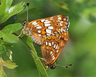 A pair mating...