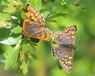 The pair just after mating (male on the right)