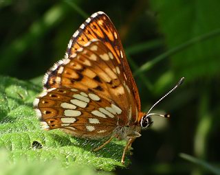 Underside (female)