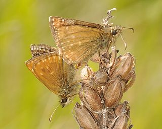 Pair mating