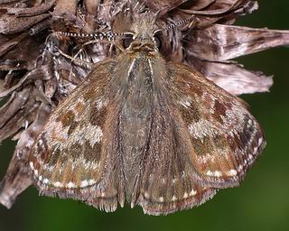 Dingy with wings partly rolled.