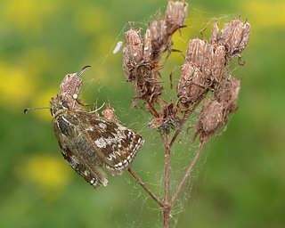 Characteristic roosting posture on dead seed heads