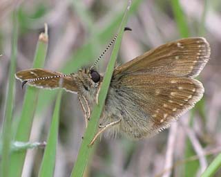 Underside