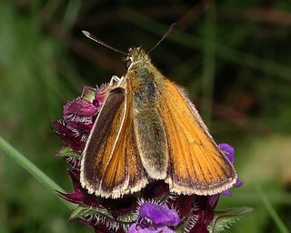 Female. (No dark line in centre of forewing). 