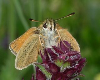 The same female as above.  The black-coloured forward-pointing face to antennae can only be seen from head on.