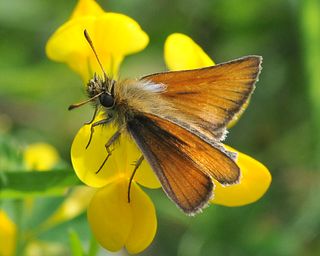 Male. The thin dark line in centre of forewing distinguishes sexes