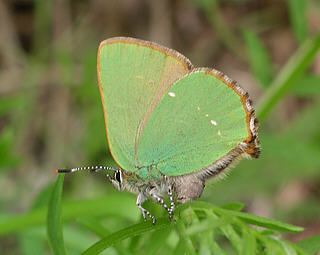 Female in the act of laying. (The number of white spots on the hindwing of both sexes is variable).