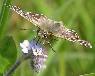 The species is said to have a preference for blue flowers