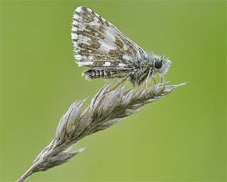 Roosting on a seed head