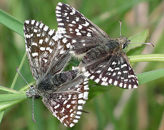 They may mate with open wings