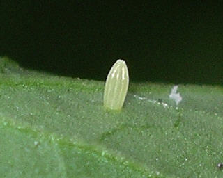 Egg