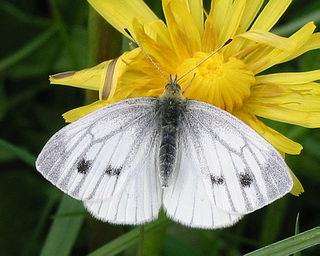 Female. (Females have two spots on upper surface of forewing)