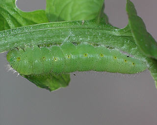 Larva preparing to pupate