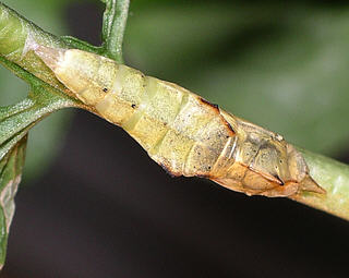 Pupa