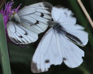 Female rejecting the advances of a male.