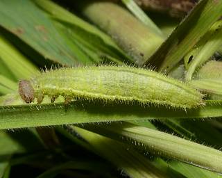 Larva near maturity