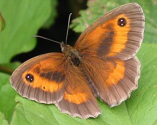 Male. (The dark smudge in the centre of the forewing distinguishes the sexes).