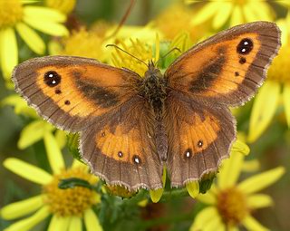 This species is quite variable and can have extra spots, as in this male.