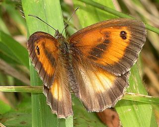 An abberant male with paler hind wings.