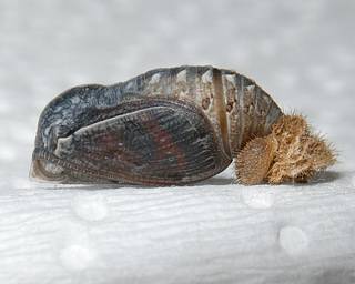 Pupa near emergence