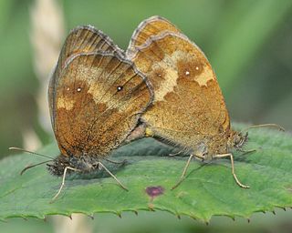 Pair, female on the right.