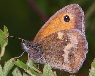 Underside. The small white dots on hind-wing (variable in number) allow this species to be distinguished from other browns. So too does the double eye-spot on the forewing (but occasional Meadow Browns have double eye-spots too, so this is less reliable).