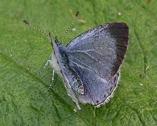 1st-brood female. (The black border is slightly wider in the 2nd-brood).