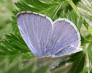 Male. (The thin black border to the forewing distinguishes the sexes).