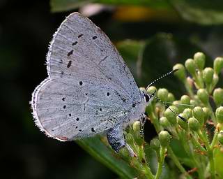 Female laying on pyracantha