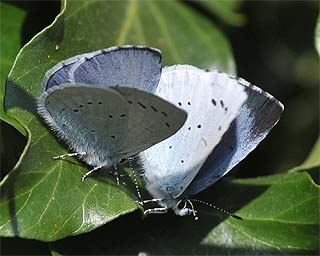 Spring-time courting (male on the left)