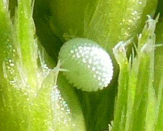 Egg laid on flower buds of Wild Liquorice.