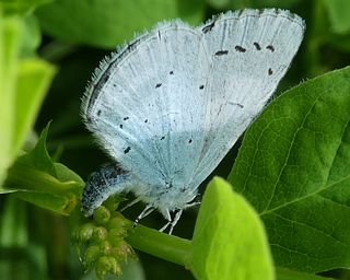 Female laying on flower buds of Wild Liquorice.