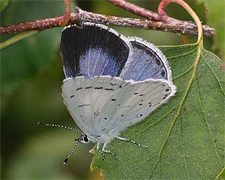 2nd-brood female