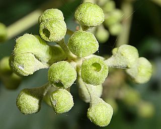 Feeding damage on ivy buds, the holes indicate larvae have been here.