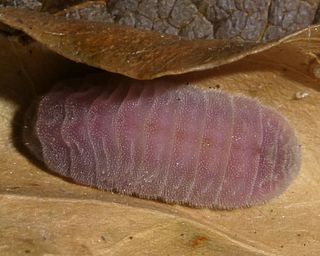 Final instar larva beginning transformation into pupa.