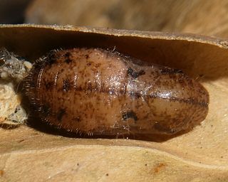 Pupa.