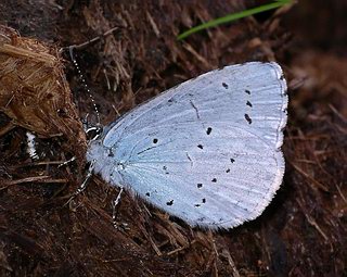 Underside. (This individual is taking in fluids from fresh horse manure!)