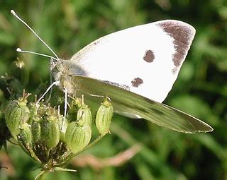 Female. 