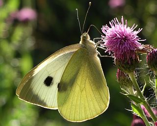 Underside