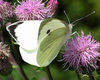 Male. (Males don't have spots on upper surface of wings).