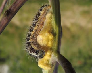 A large proportion of larvae are lost to the parasitoid wasp <i>Cotesia glomerata</i>