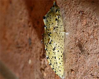 Pupa overwintering inside a garage