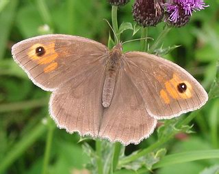 Female