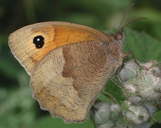 Female underside